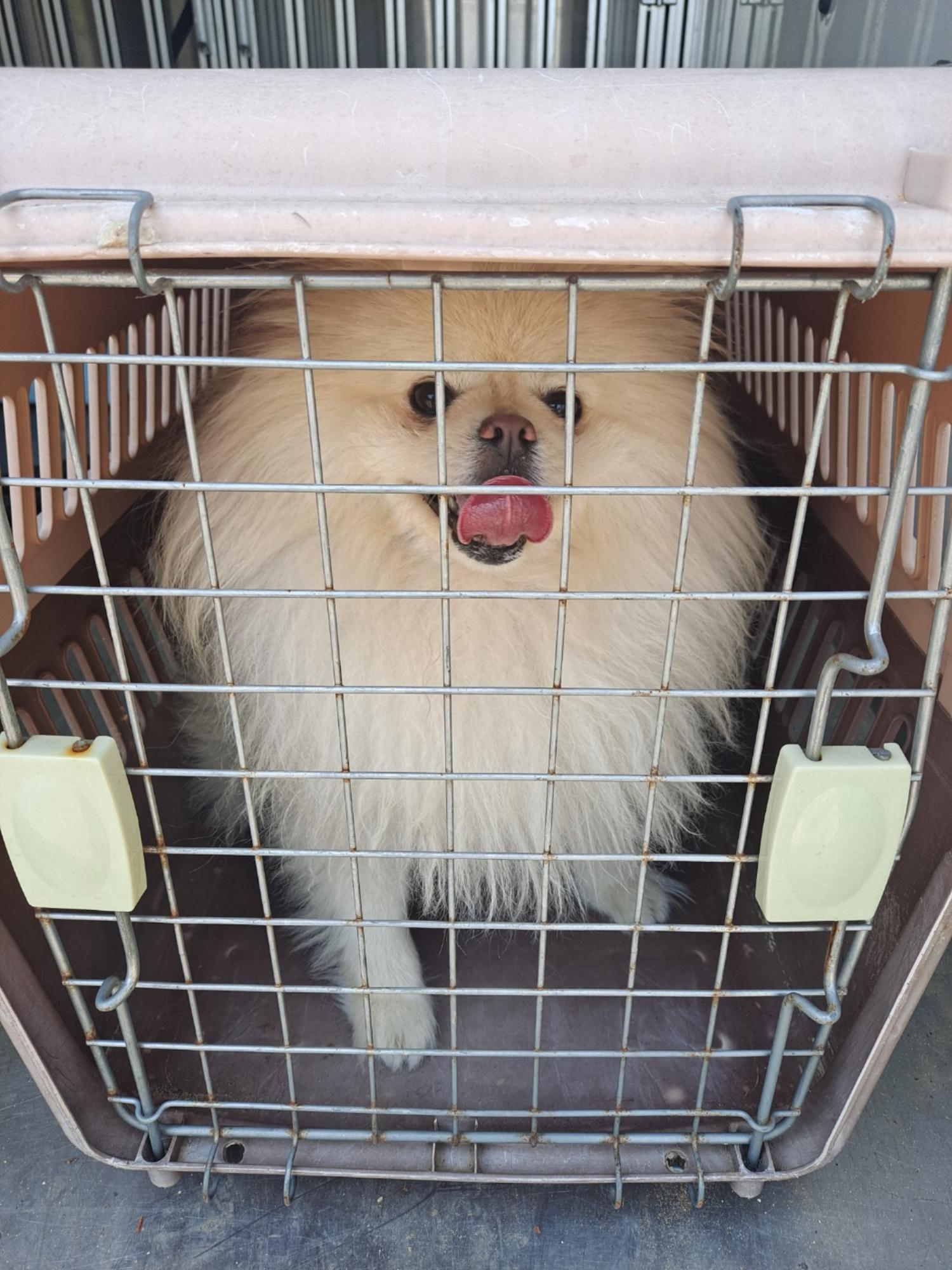 포메라니안 이미지 파일 입니다.